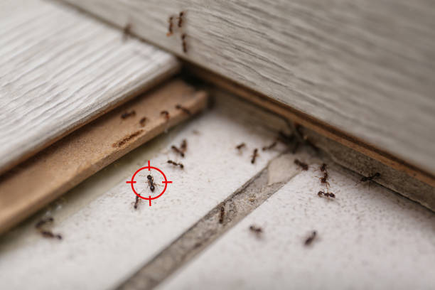 Best Commercial Pest Control Services  in Mcelhattan, PA