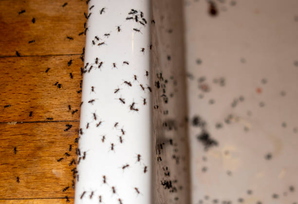 Wasp Removal Services in Mcelhattan, PA