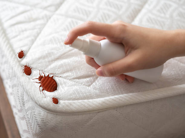 Best Spider Control Near Me  in Mcelhattan, PA