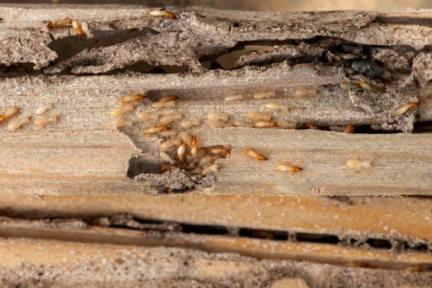 Reliable Mcelhattan, PA Pest Control Solutions